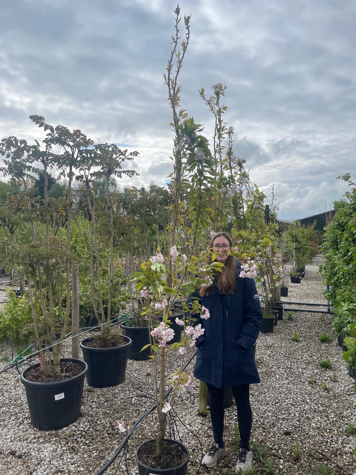 Prunus Amanogawa 20 Litre Pot 180/200cm