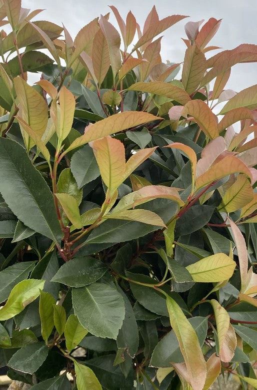 Photinia Red Robin 35 Litre Pot 160-180 cm