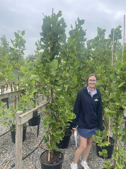 Liriodendron tulipifera Fastigiatum 30 Litre Pot