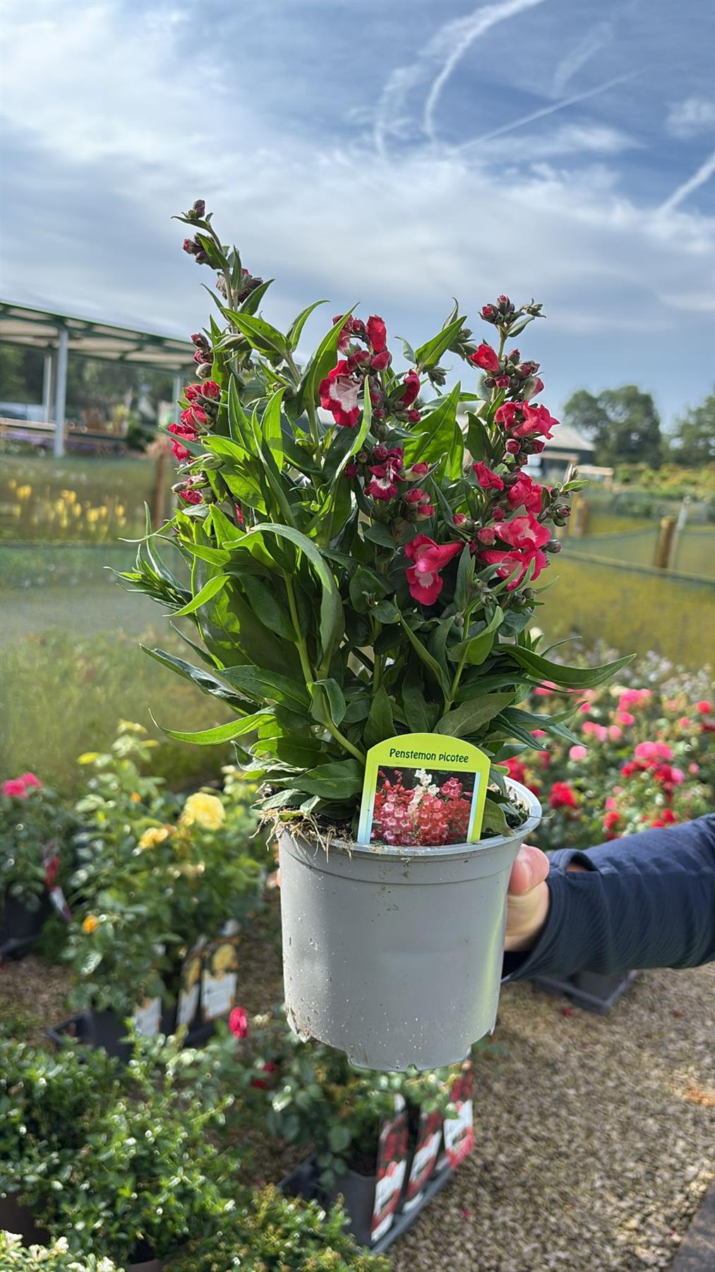 Penstemon Picotee 1.5 Litre Pot