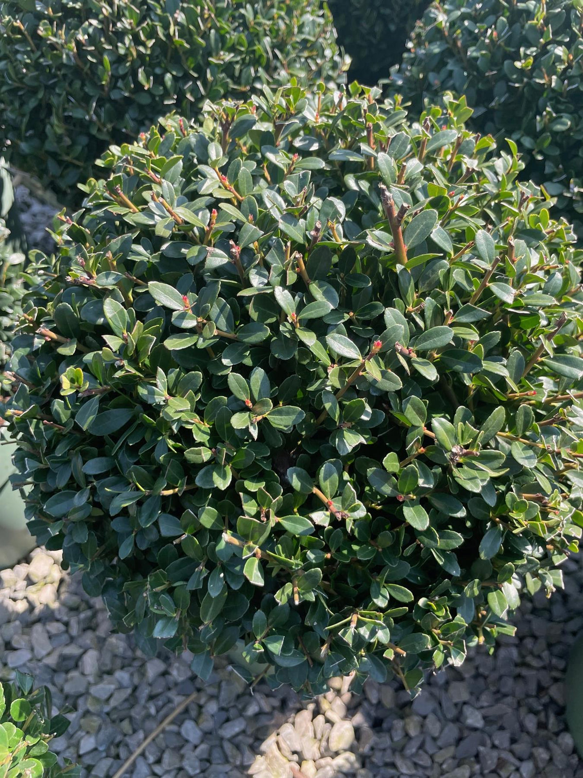 Ilex Crenata Jenny Ball 4 Litre Pot 25/30cm