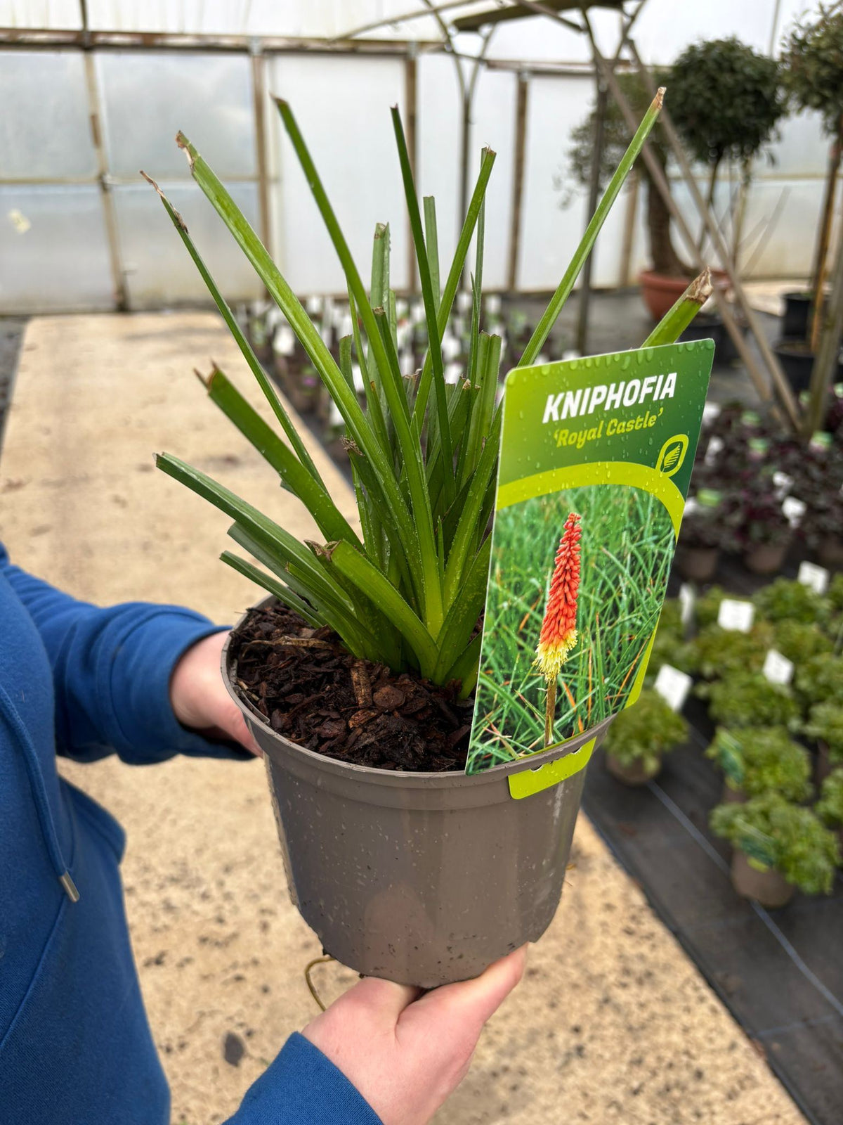 Kniphofia Royal Castle Hybrids 2 Litre Pot