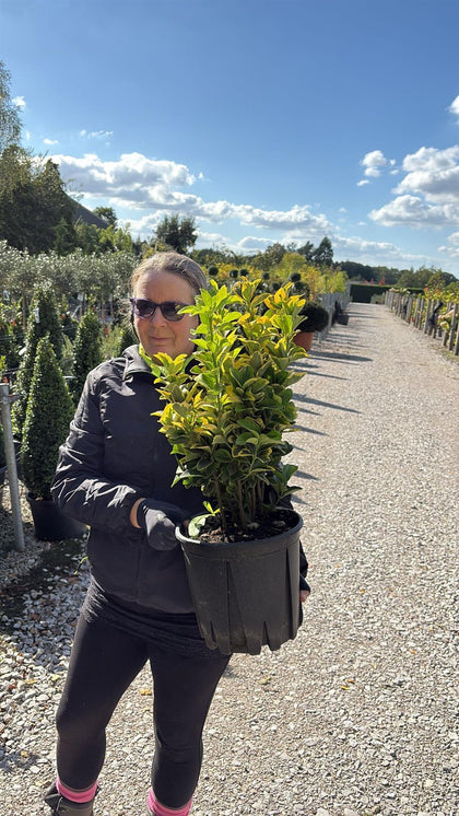 Euonymus japonicus Aurea 9 Litre Pot