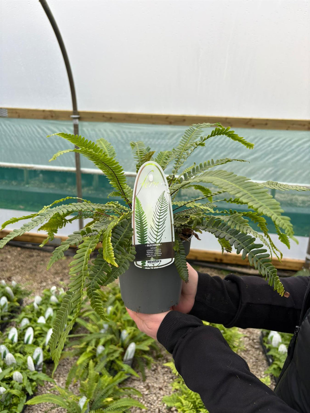 Blechnum Spicant 1.5 Litre Pot