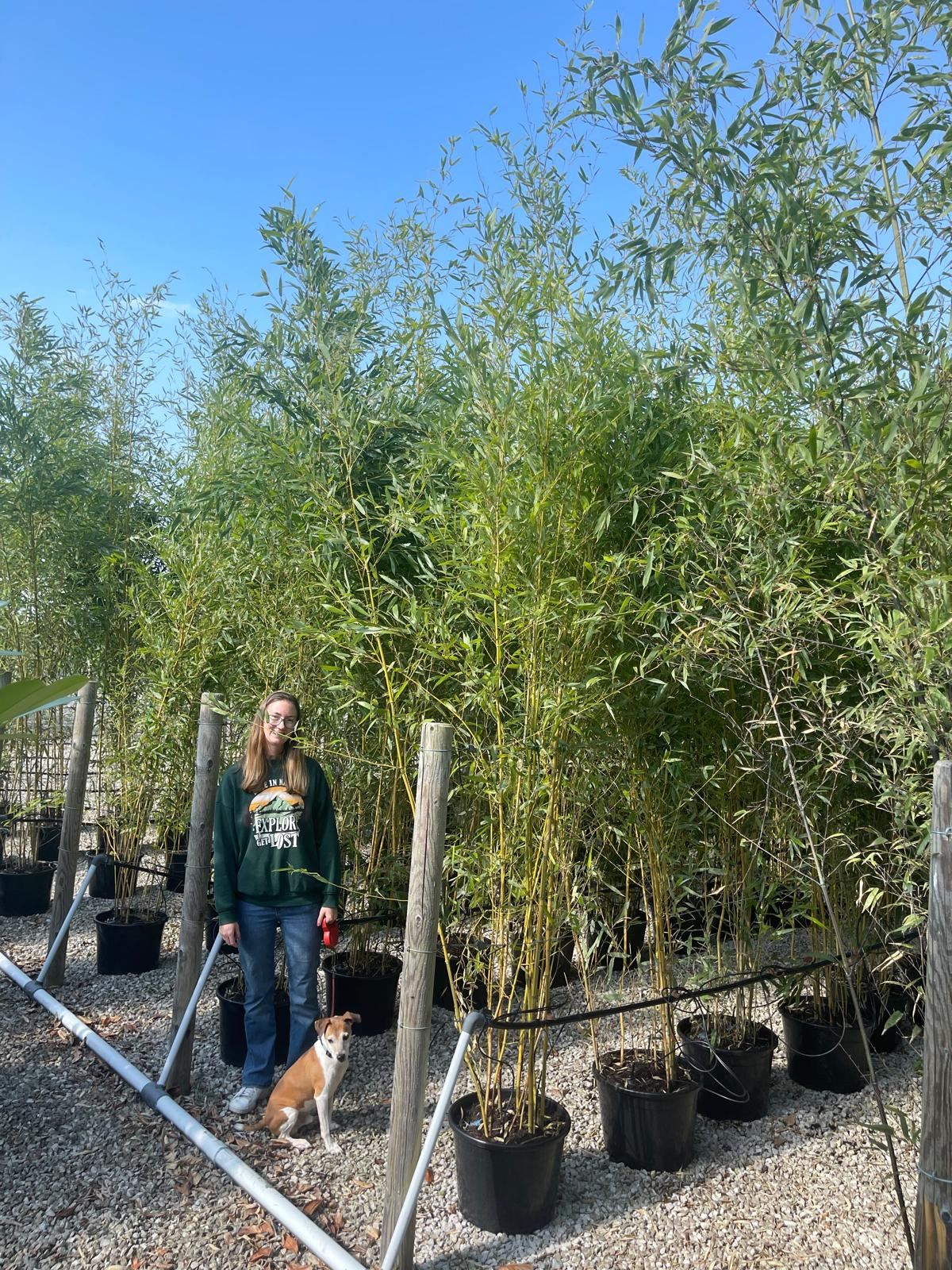 Bamboo Phyllostachys Aureosulcata Spectabilis 160-200cm 15 Litre Pot
