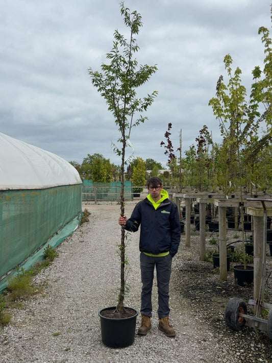 Prunus Serrula Heavy Standard 10-12cm Girth
