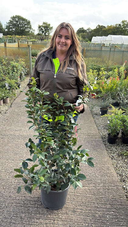 Camellia Jap.Miss Tingley 15 Litre Pot