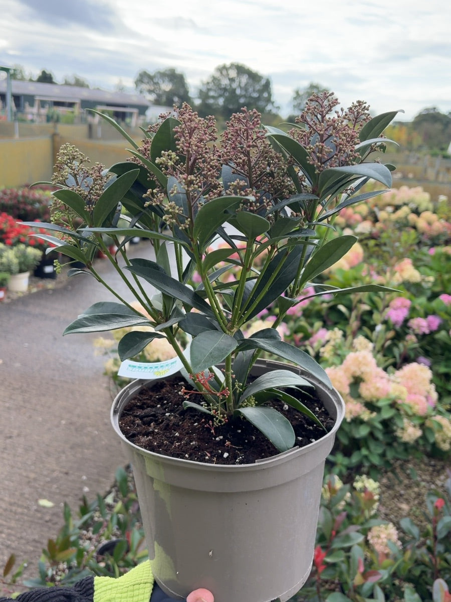 Skimmia Japonica Rubella 5 Litre Pot