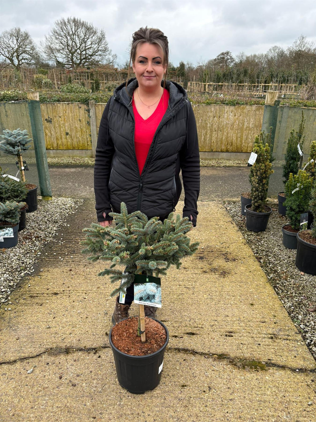 Picea Pungens Glauca Globosa 15 Litre Pot Stem 40cm