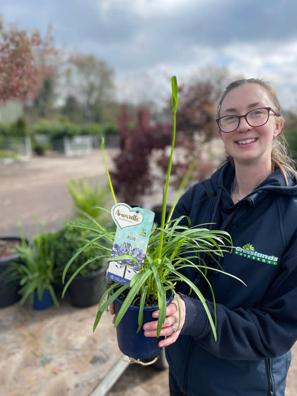 Agapanthus Amourette Superb Blue 1.5 Litre Pot