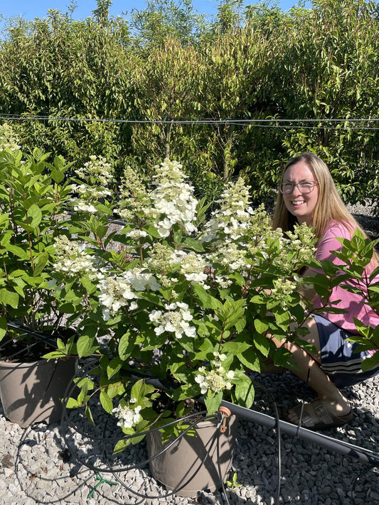 Hydrangea Paniculata Graffiti 15 Litre Pot