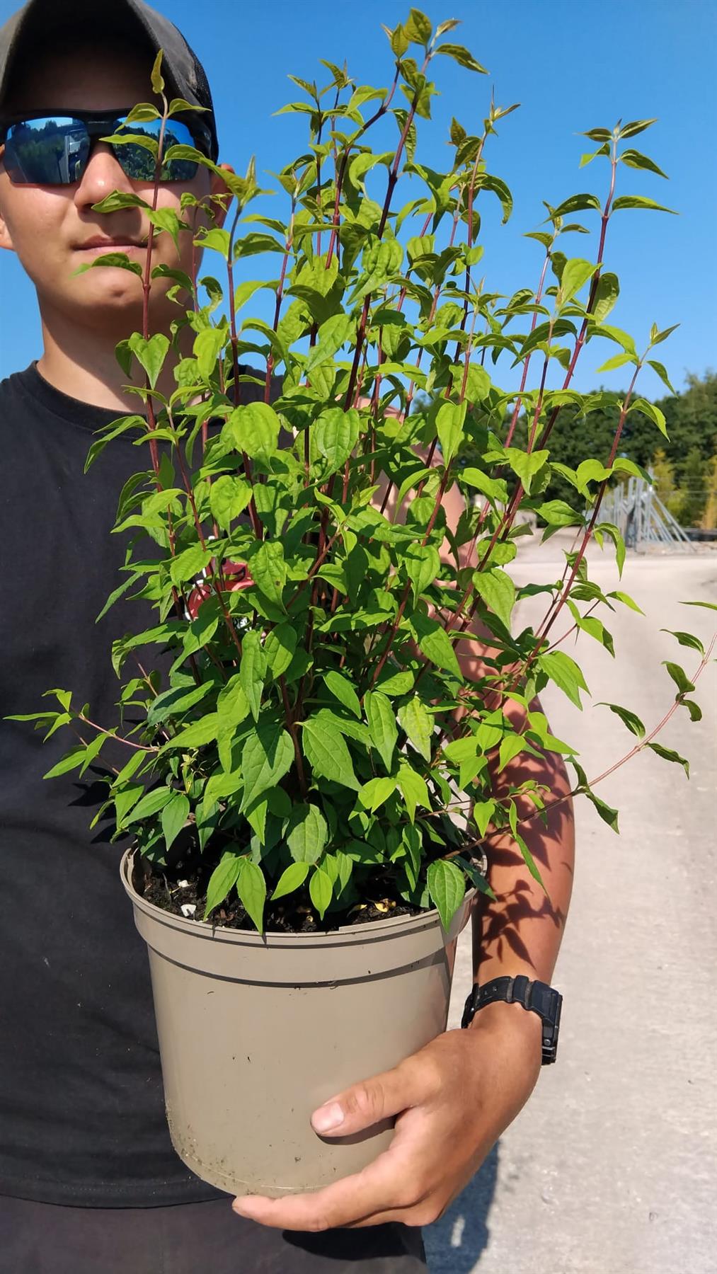 Philadelphus Lemoinei 3 Litre Pot
