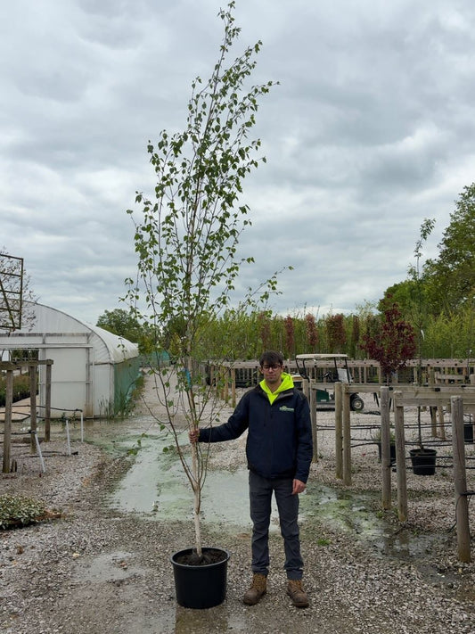 Betula Utilis Jacquemontii Feathered Tree 6/8cm