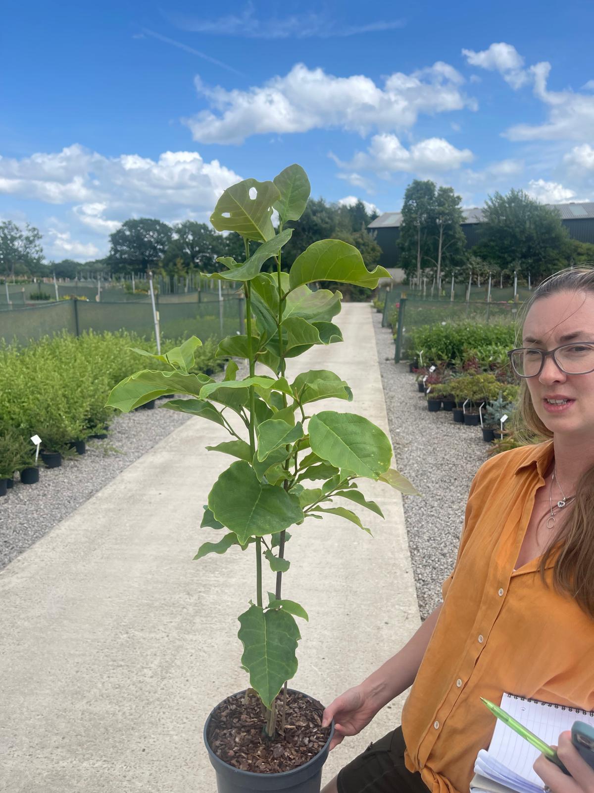 Magnolia Galaxy 5 Litre Pot
