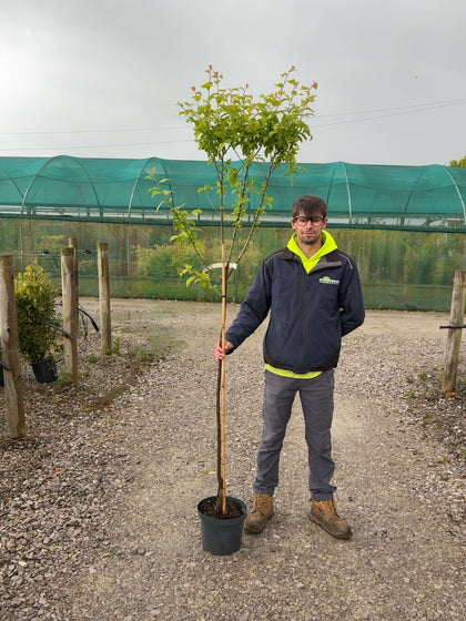 Plum Prunus Dom. Stanley 10 Litre Pot Half Standard