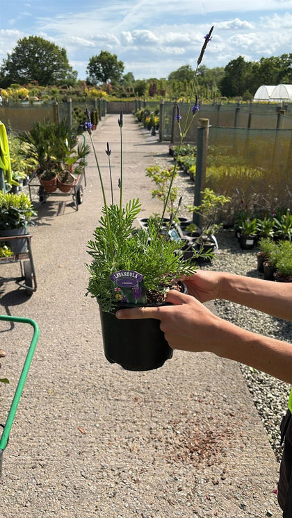 Lavender Christiana 3 Litre Pot