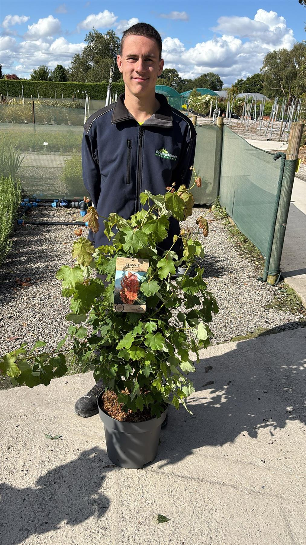 Acer Rubrum Red Sunset 12 Litre Pot 125/150cm