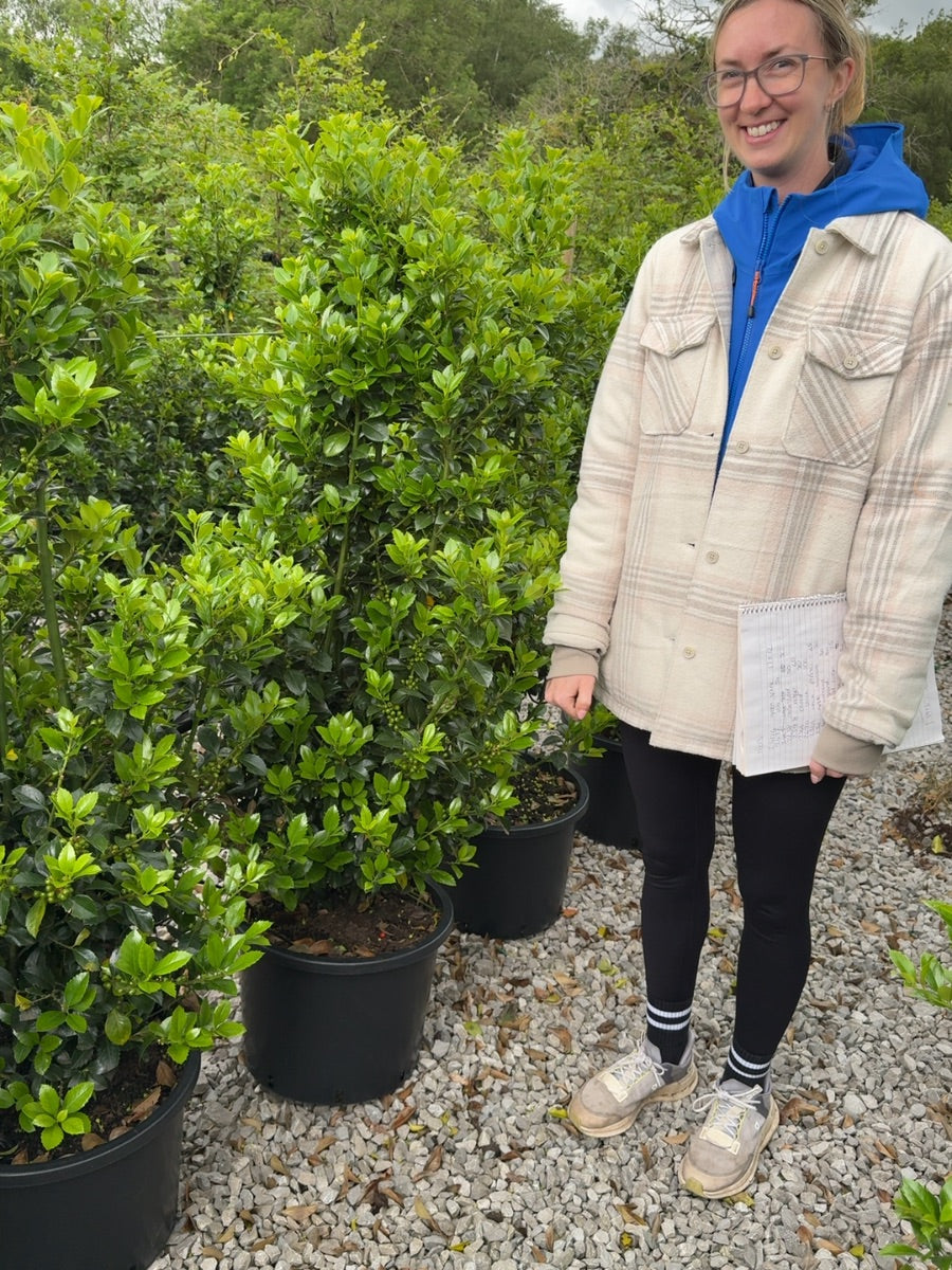 Ilex mes. Heckenfee 100/120cm