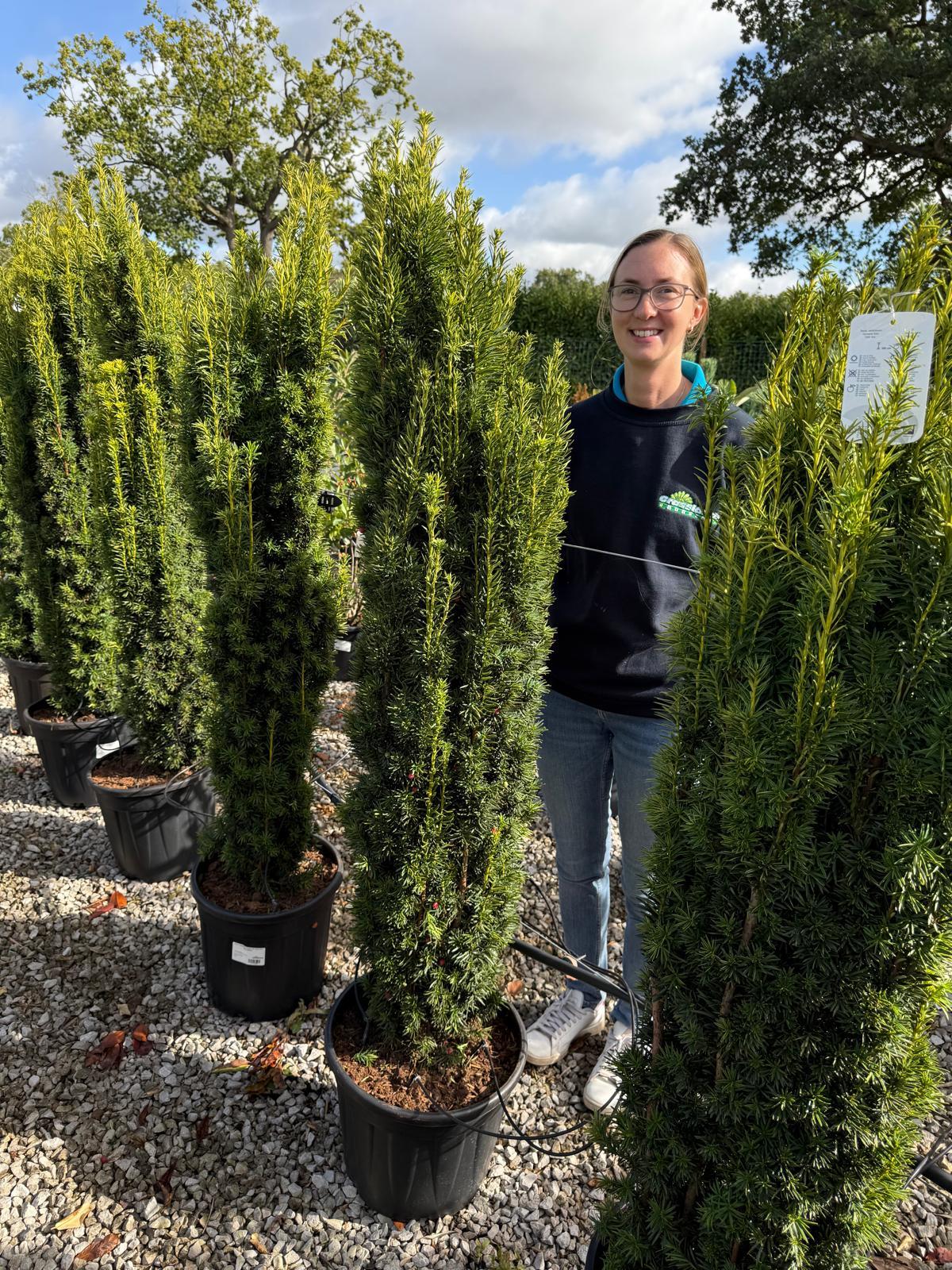 Yew Fastigiata Aurea 25 Litre Pot 125/150cm