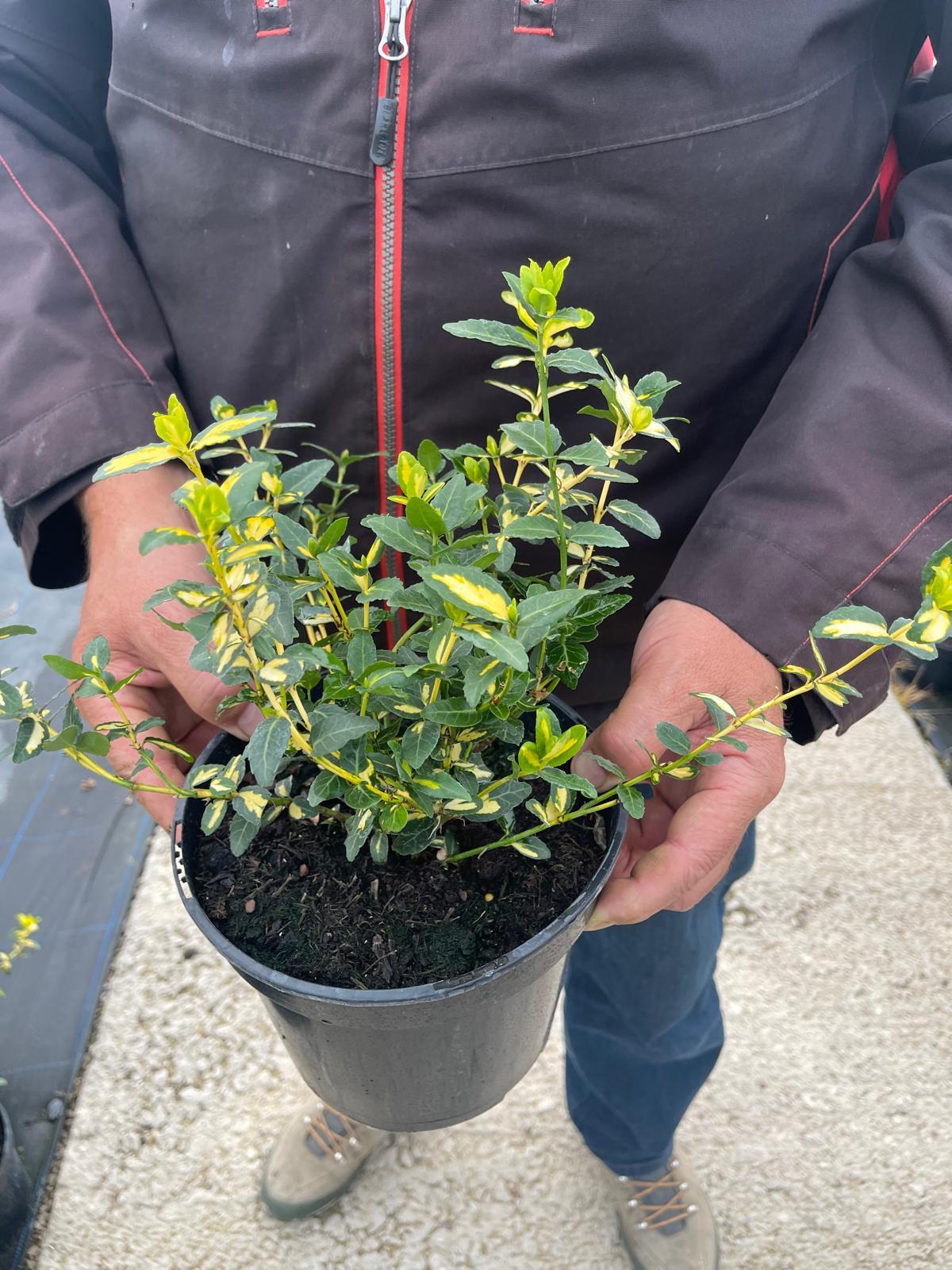 Euonymus Fortunei Blondy 3 Litre Pot