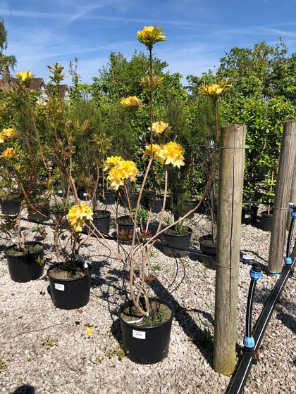Azalea Knaphill Harvest Moon 20 Litre Pot