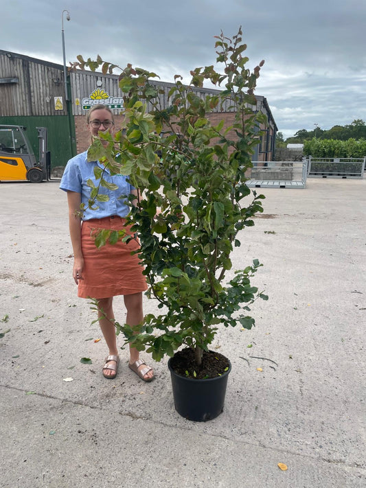 Parrotia Persica 20 Litre Pot 125/150cm Tall