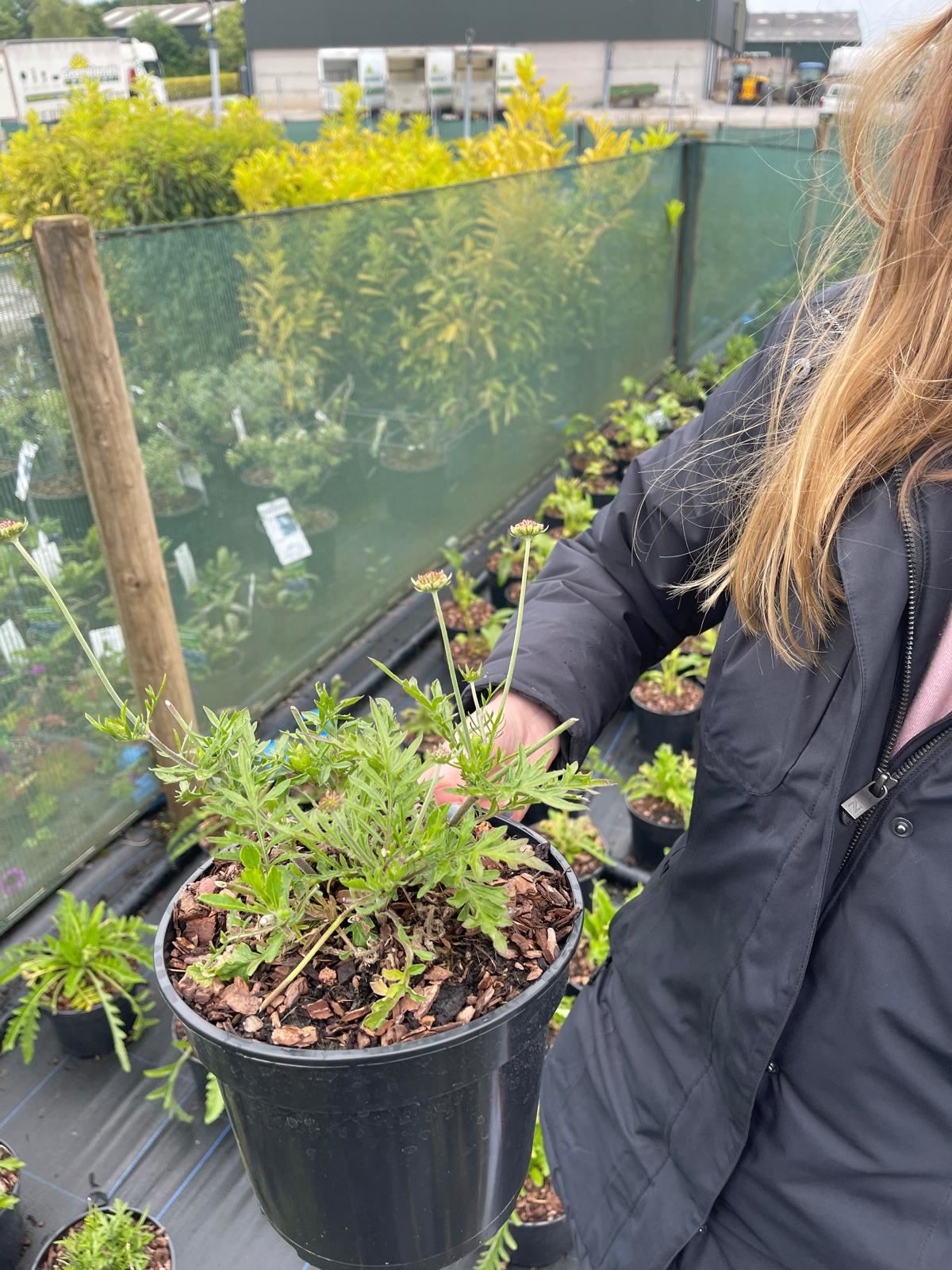 Scabiosa Columbaria Butterfly Blue 2 Litre Pot