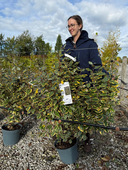 Elaeagnus x Vivileg 10 Litre Pot 80/100cm