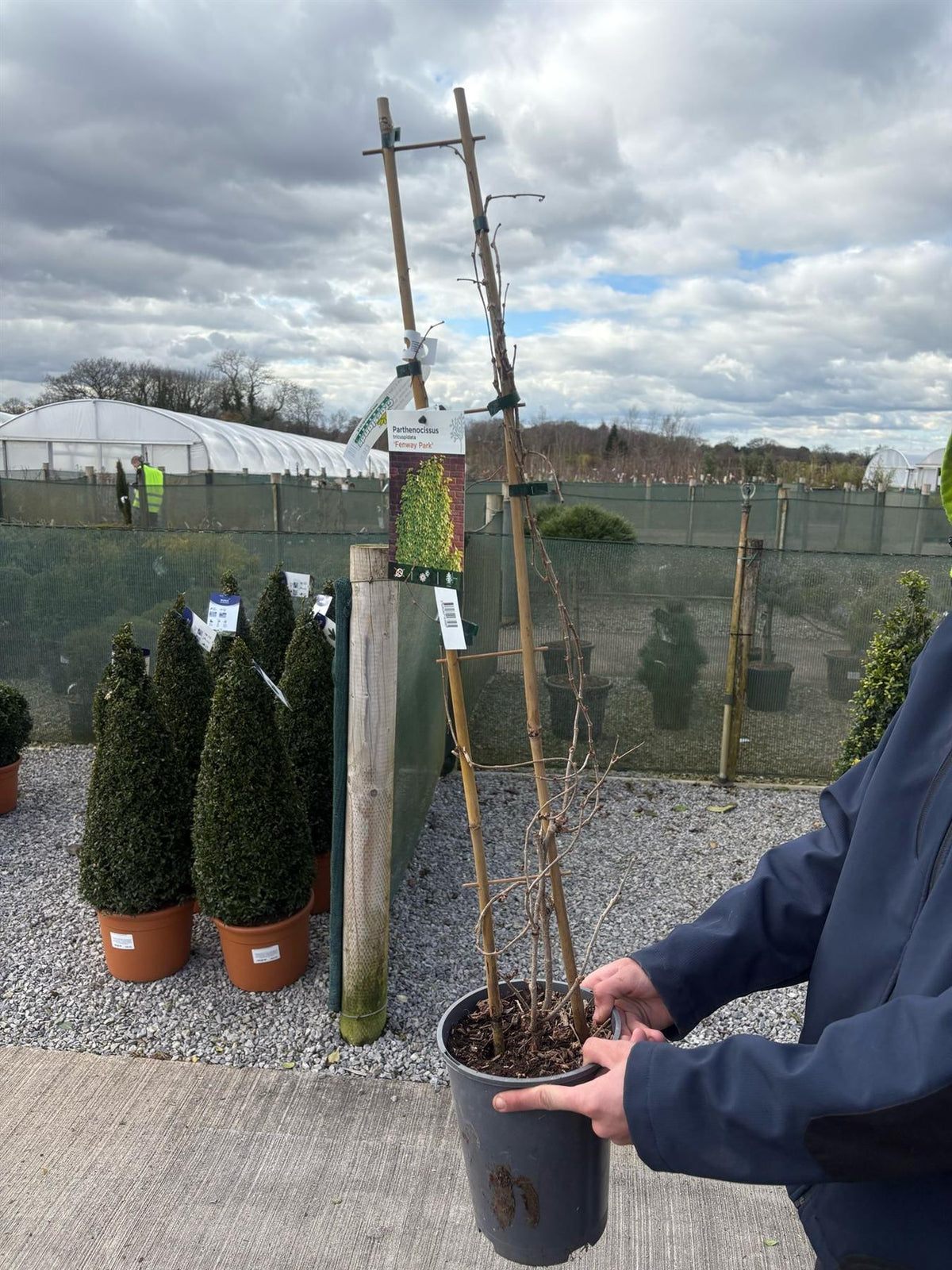 Parthenocissuss Fenway Park 4 Litre Pot