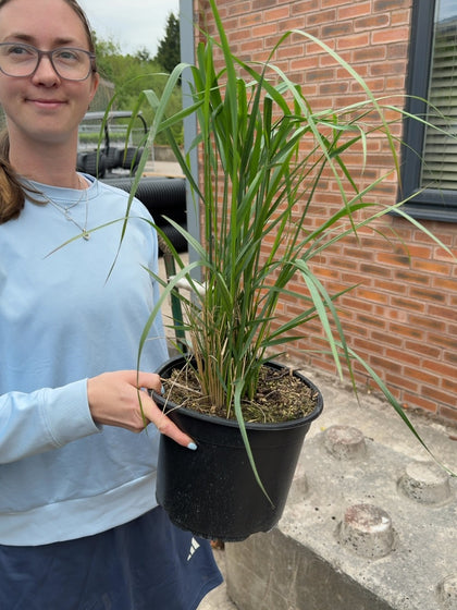 Calamagrostis Karl Foerster 5 Litre Pot