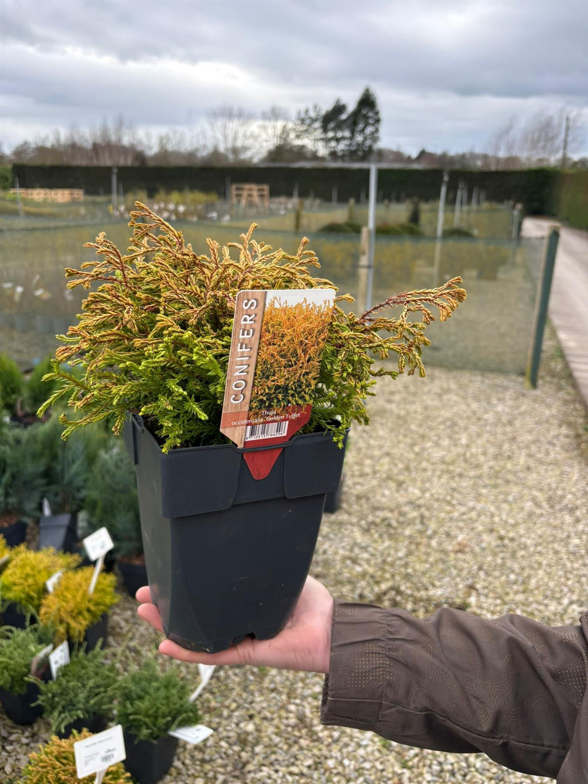 Thuja Golden Tuffet 2 Litre Pot