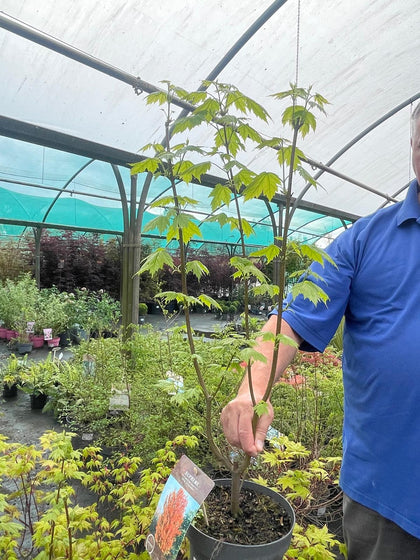 Acer Rubrum Red Sunset 4 Litre Pot