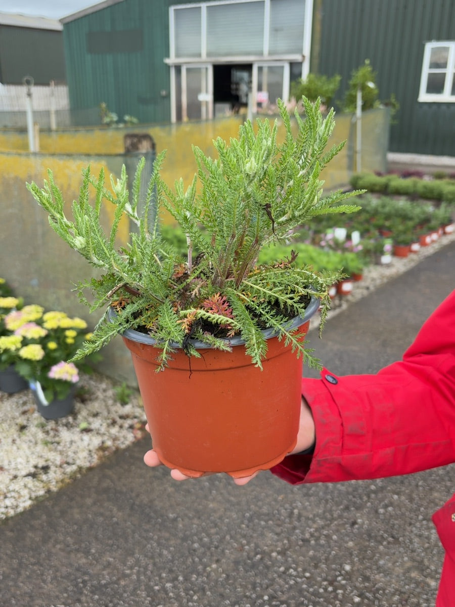 Achillea Paprika 2 Litre Pot