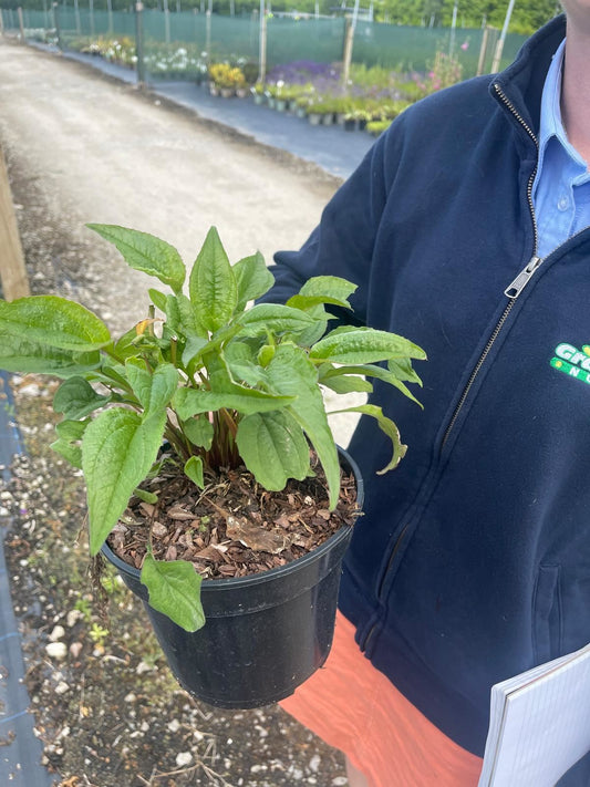 Echinacea Purpurea 2 Litre Pot
