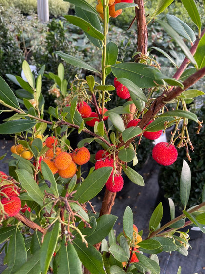 Arbutus Unedo Atlantic 20 Litre Pot 130cm Tall