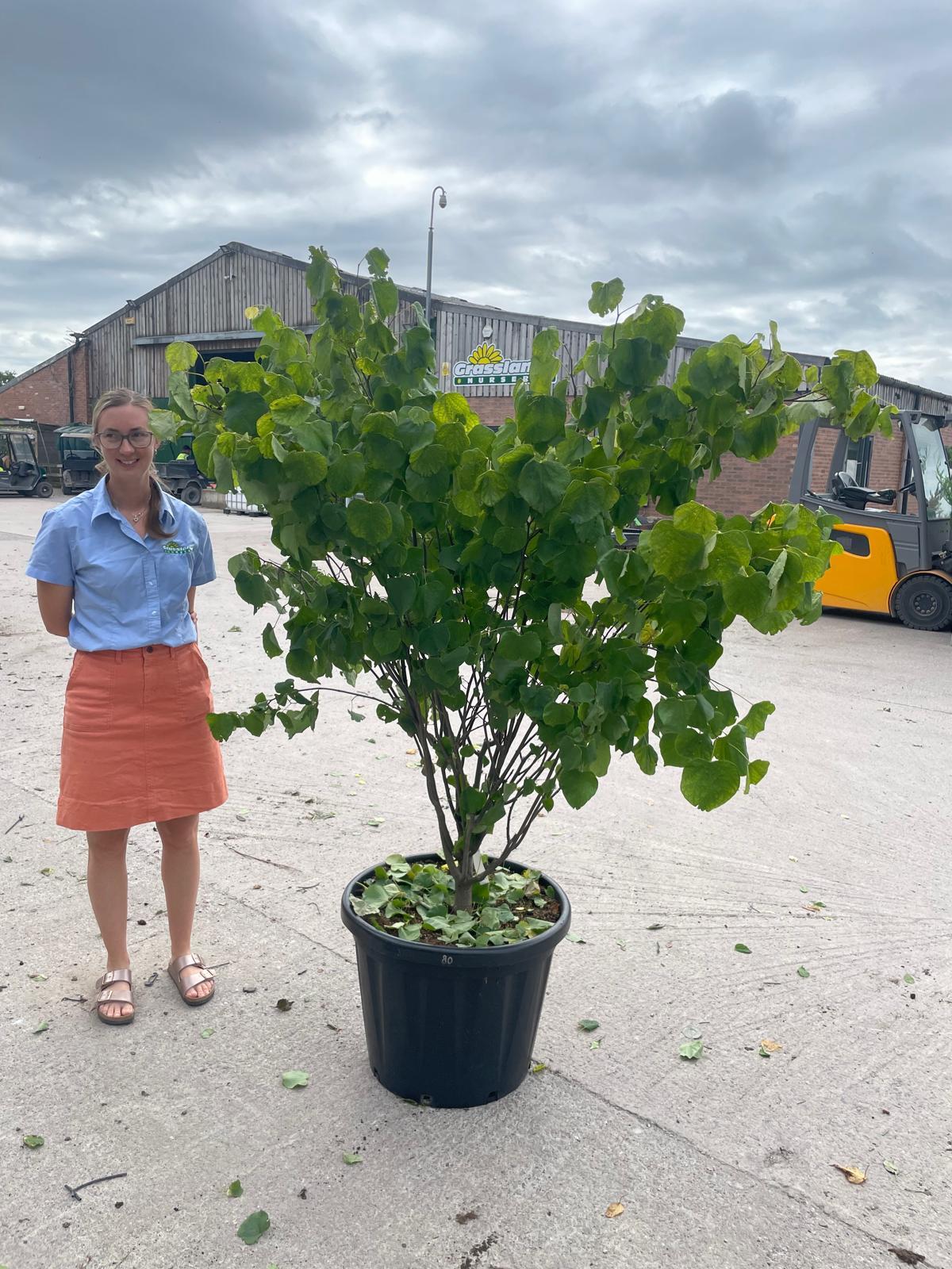 Cercis canadensis Hearts of Gold 80 Litre Pot 160/180cm