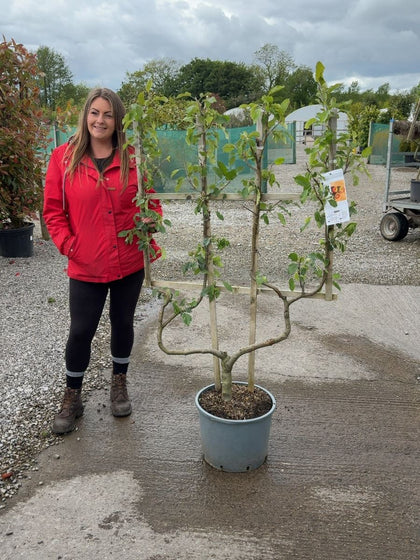 Apple Malus Cox's Orange 25 Litre Pot Double U Frame