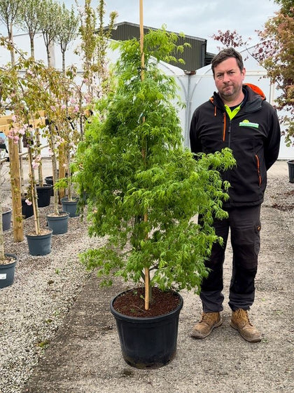 Acer palmatum Dissectum Specimen 40 Litre Pot