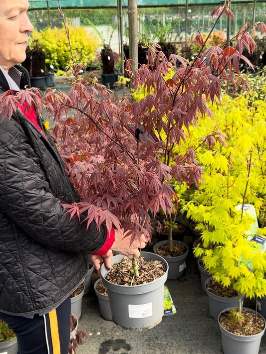 Acer palmatum Atropurpurea 5 Litre Pot