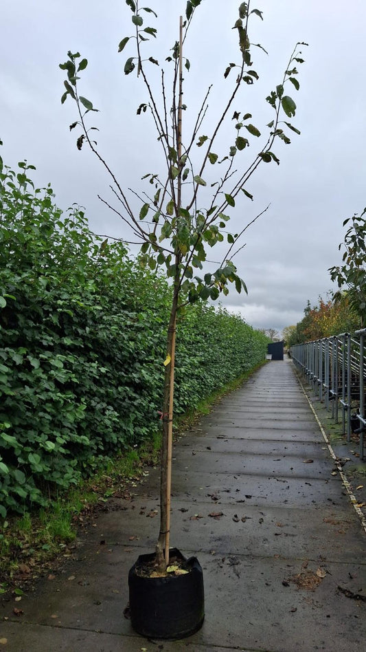 Plum Victoria 10/12cm Girth Pot Grown Delivery From November Onwards