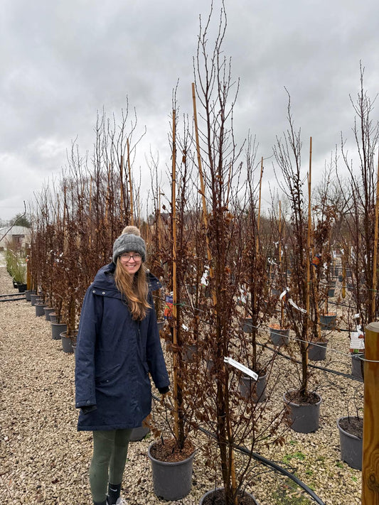 Carpinus Betulus Orange Retz 15 Litre Pot