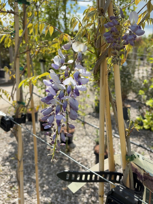 Wisteria Sinensis 10 Litre Pot 175/200cm