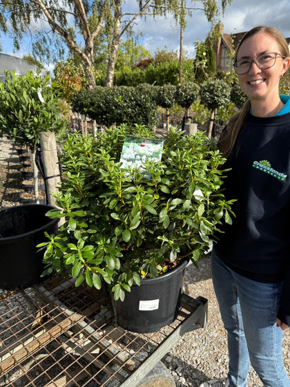 Azalea japonica Luzi 30 Litre Pot