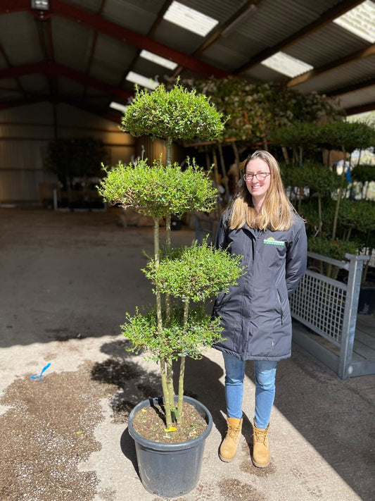 Ligustrum Delavayanum 35 Litre Pot 4 Disc Plateau 150/160cm Tall