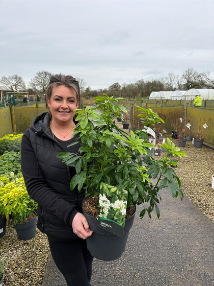 Choisya Ternata 10 Litre Pot