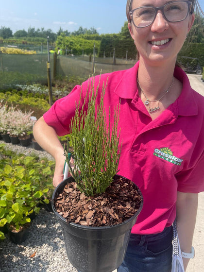 Cytisus Praecox Allgold 3 Litre Pot