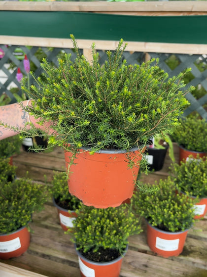 Erica J.W.Porter 2 Litre Pot