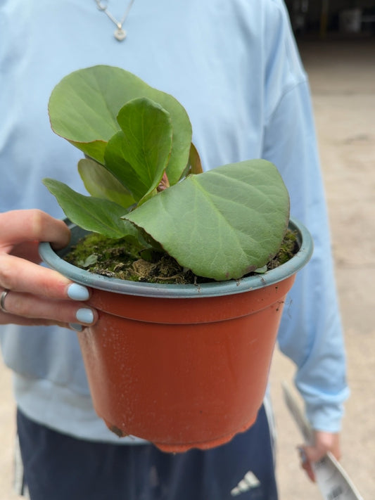 Bergenia cordifolia Purpurea 2 Litre Pot