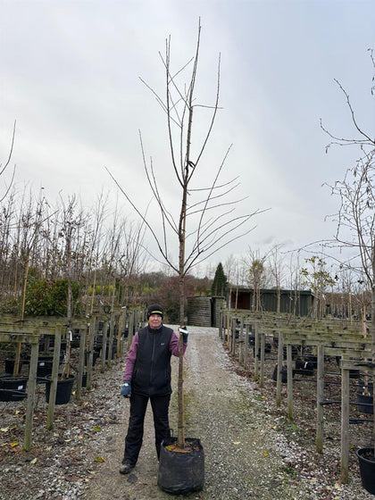 Cherry Sunburst 10/12cm Girth Pot Grown