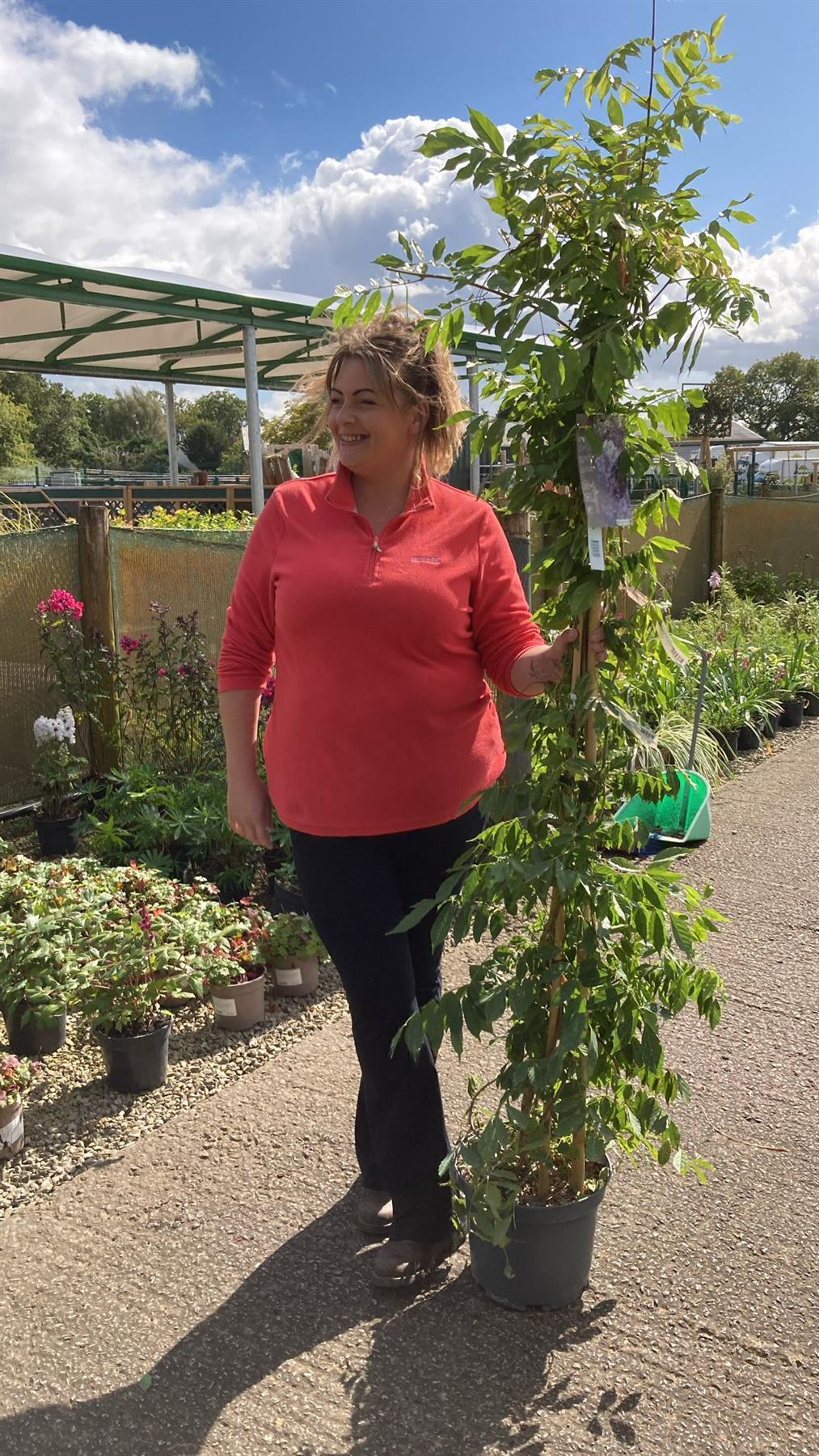 Wisteria Sinensis 10 Litre Pot 175/200cm